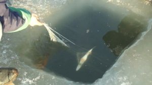 Подлёдная ловля огромных толстолобов и окуня на дорожку