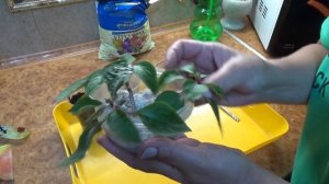 Бальзамин размножение черенками летом Шаг за шагом