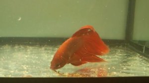 Кормление Аквариумной рыбки Петушок Мороженый мотыль Aqua Blog