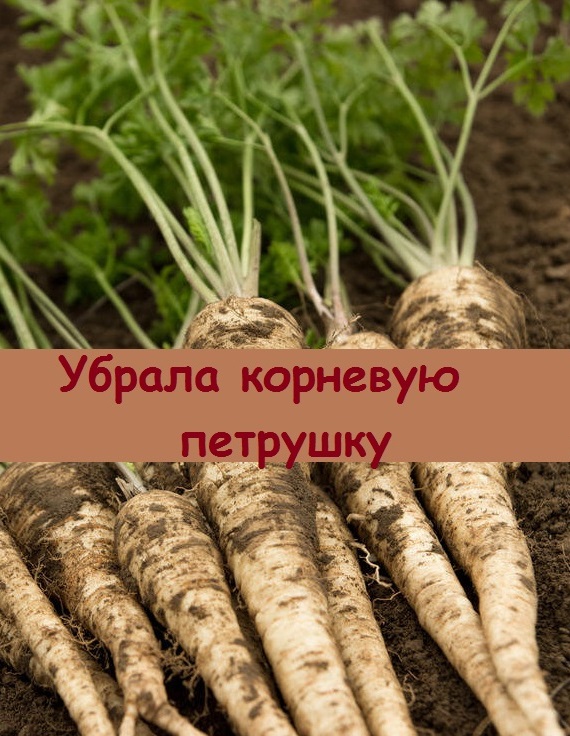 Как сохранить корневую петрушку. Как сохранить корневую петрушку