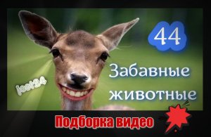 Забавные животные / Подборка видео №44