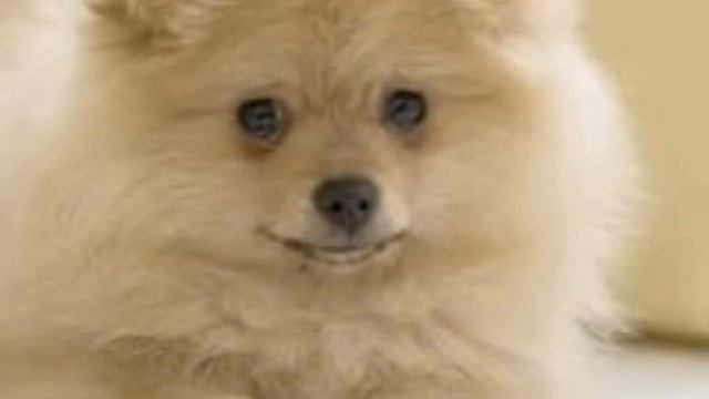 Преданные друзья