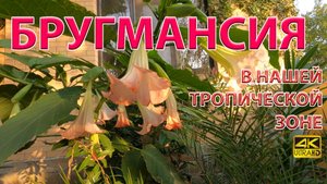 Бругмансия (Brugmansia) в открытом грунте и в горшке ? Советы  4k