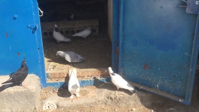 Голуби Баку . 01.04.2022 #ГолубиБаку смотреть онлайн