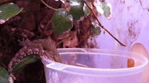 Кормление гекконов Lepidodactylus lugubris (Mourning geckos feeding)