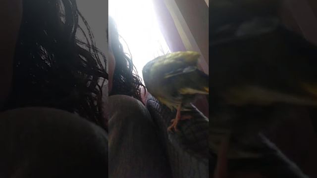 Сушится после водных процедур. Зеленушка после купания 🐦💦🥰 смотреть онлайн