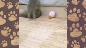 ПРИКОЛЫ С ЖИВОТНЫМИ! КРОЛИКИ СМЕШНОЕ! СМЕШНАЯ ОЗВУЧКА ЖИВОТНЫЕ!