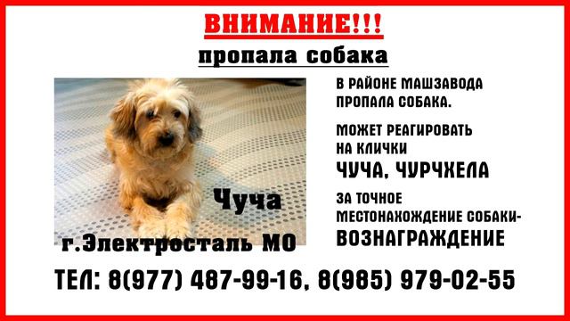 Помогите найти питомца смотреть онлайн