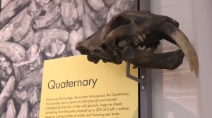 Титанобоа-самая огромная змея в мире и другие доисторические монстры