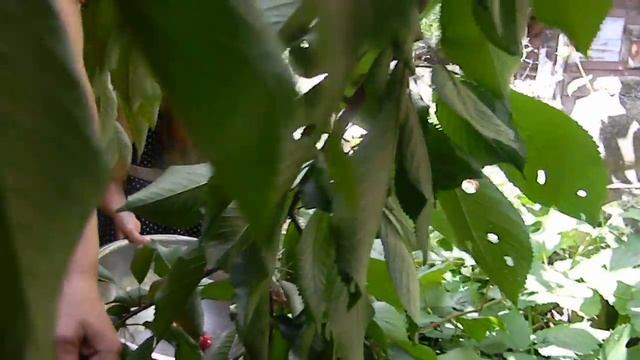 Уборка урожая черешни, которая выросла сама. смотреть онлайн