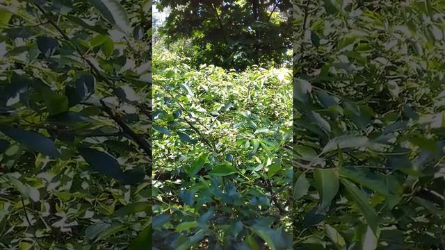 Приготовте чай из листьев вишни