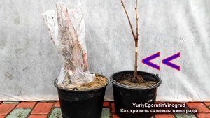 ? Как ХРАНИТЬ САЖЕНЦЫ ВИНОГРАДА ЗИМОЙ если не успели высадить на постоянное место осенью?