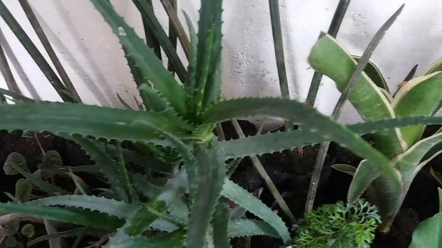 Begonia ' Cleopatra' смотреть онлайн