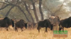 СЕРЕНГЕТИ _ Serengeti 5 серия