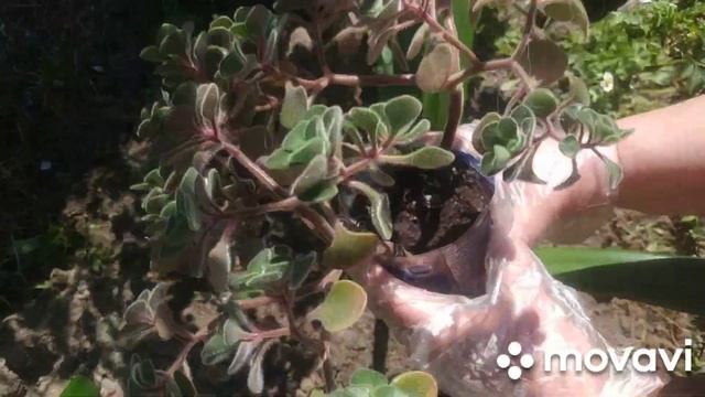 Высаживаю комнатную лилию/ Гиппеаструм в открытый грунт. смотреть онлайн