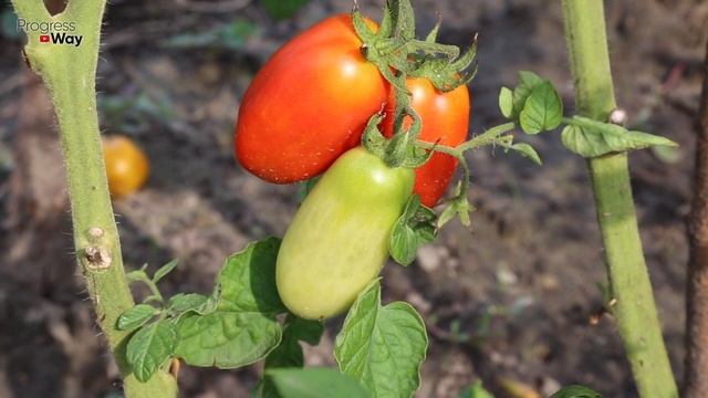 ОБРЫЗГАЙТЕ ТОМАТЫ ВО ВРЕМЯ ЦВЕТЕНИЯ ДЛЯ МЕГА УРОЖАЯ! смотреть онлайн