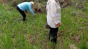 В поисках папоротника.