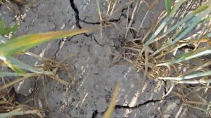 Озимая пшеница. Норма высева 2 млн/га. 2023 год. КФХ "Терра Ностра".