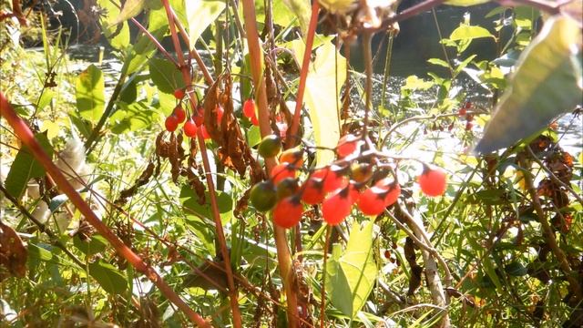 сплав 30 09 2023 Сейм смотреть онлайн