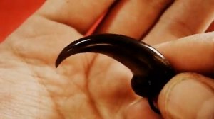 Медвежий коготь 3,5-4 см в длину Тело и Дух