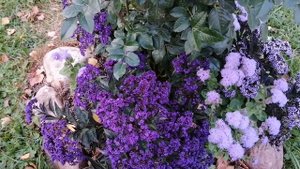 Гелиотроп - красота и аромат до снега!!!???