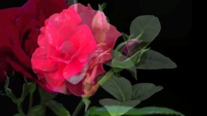 Cамые красивые цветы. Нежности самые красивые цветы