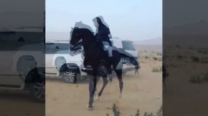 Арабская лошадь.