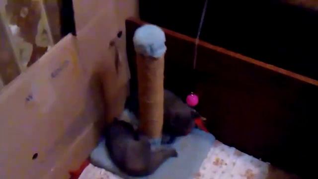 Прадаютса шатландские котята в харькове номер тел смотреть онлайн