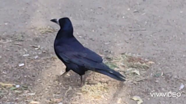 Голуби ?️и Ворона.1серия)) смотреть онлайн