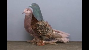 САМЫЕ ДОРОГИЕ ГОЛУБИ В МИРЕ