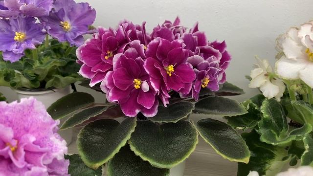 Наши сеянцы фиалок. Май 2021 г. смотреть онлайн