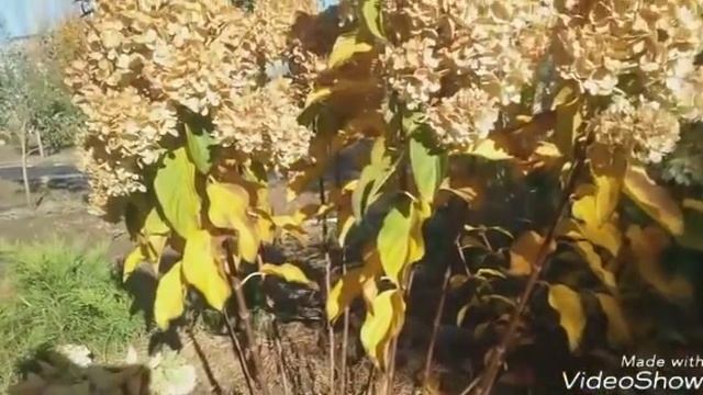 2018 Обрезка метельчатых гортензий карликовых. смотреть онлайн