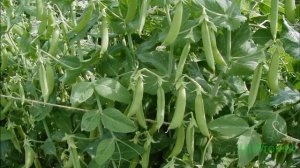 Интересные факты о растениях