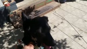 Люся - собака.