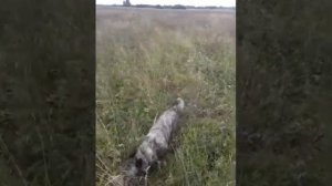 Ищем коростеля.