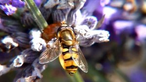 Panasonic Lumix FZ38 HD video Horsefly Close-up.MTS