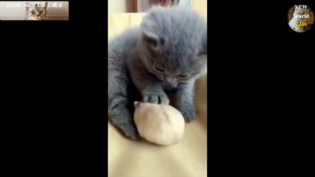 Приколы с животными - забавные хомяки
