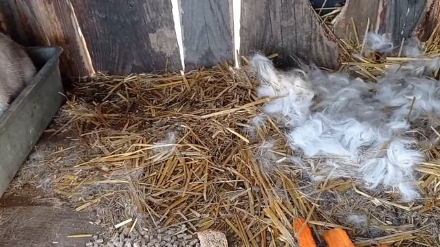 ДЕКОРАТИВНЫЕ КРОЛИКИ. ЧТО НОВОГО? смотреть онлайн