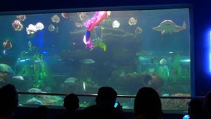 Шоу русалок на Фукуоке /океанариум/