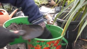 Нужно знать: осенняя  пересадка  комнатных цветов-  обязательна  в каких случаях?