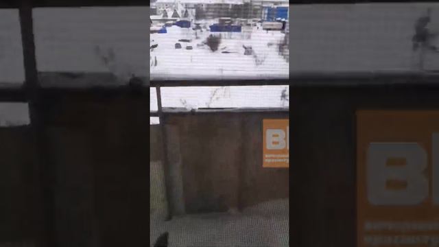 На балкон в Краснотурьинске залетела сова