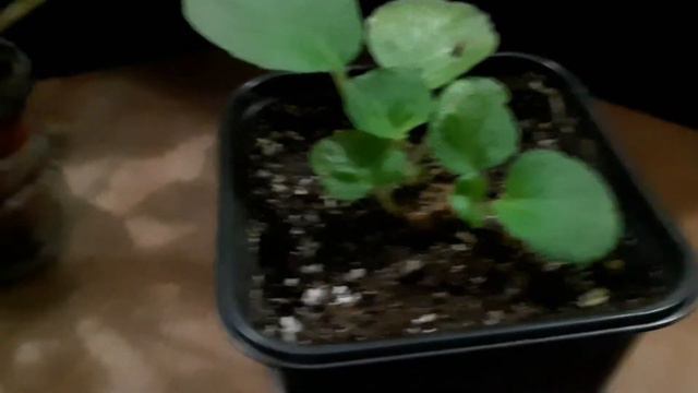 Растим пасынки на стебле фиалки после омоложения смотреть онлайн