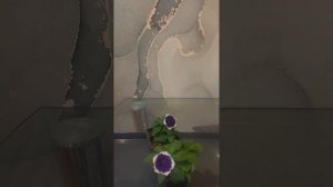 Петуния вегетативная Рим Виолет (Rim Violet)