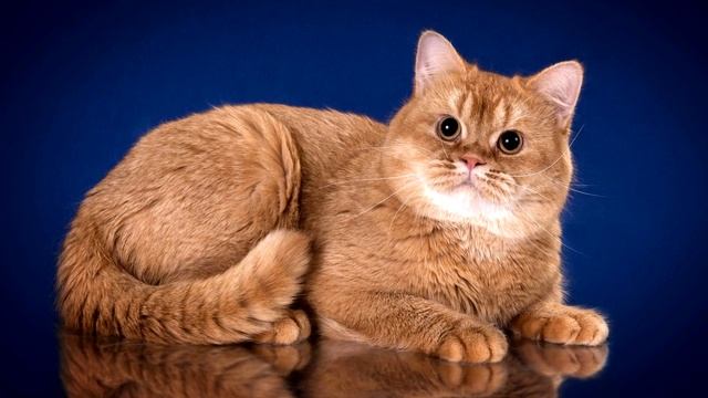 Британская короткошёрстная кошка. История и особенности породы