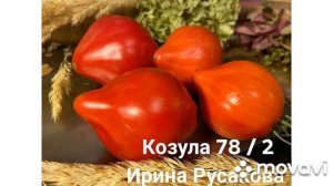 Козула 141, К 141/2, К 141 Анто, К 141 Анто 2. Galina Vergasova.