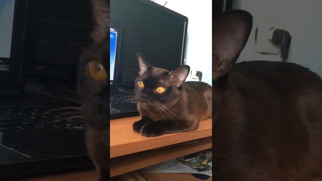 Бурманская кошка / Burmese cat