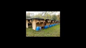 Выращивание кроликов как бизнес: с чего начать, преимущества