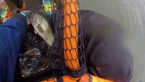 Okuma Fish