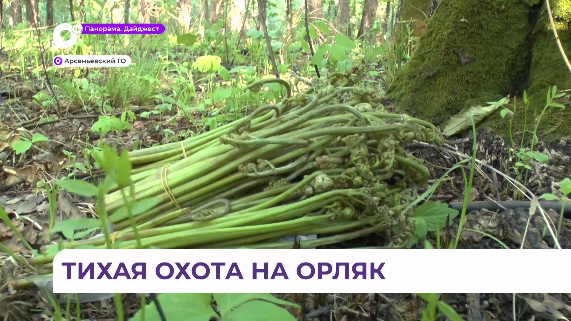 В Приморье продолжается пора сбора папоротника