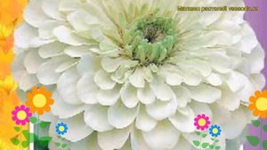 Цинния георгиноцветковая Полярный медведь. Краткий обзор, описание zinnia elegans Polyarnyy medved'